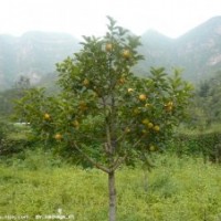 供應(yīng)各種果樹