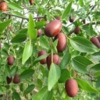 2016冬棗苗 最新冬棗苗