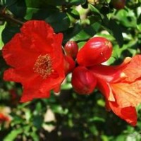 臨沂石榴苗供應(yīng)，石榴苗價(jià)格，如意軟籽石榴等