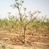 供占地1-8公分核桃樹桃樹蘋果樹