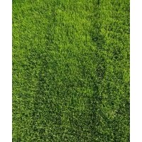 供應遼寧吉林河北草坪