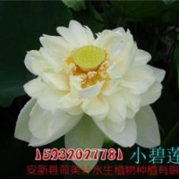 荷美軒_荷花苗_盆栽荷花苗