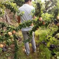 供應(yīng)新品種李子苗