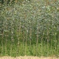 利源桂花_如東桂花苗_桂花苗 月月桂