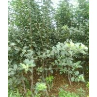 山東蘋果苗，紅富士蘋果苗，海棠苗批發(fā)