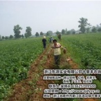 廣東紅楠_十里豐農(nóng)場質(zhì)量可靠_紅楠去哪買