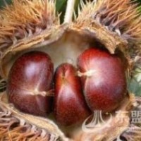 大紅袍花椒苗報價板栗苗價格