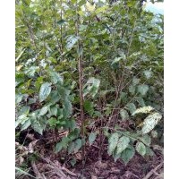 供應(yīng)櫻桃苗