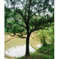 出售各種規(guī)格臍橙、蜜柚、蜜桔