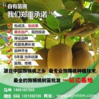 獼猴桃苗、坤威獼猴桃苗、獼猴桃苗采購(gòu)