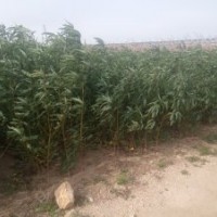 大量供應(yīng)各種苗木