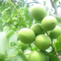 專業(yè)推廣今年核桃苗 15034585598