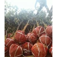 低價供應：山杏，家杏，杏樹（成品與實生苗）