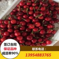 俄羅斯8號櫻桃苗 含香櫻桃苗 價格