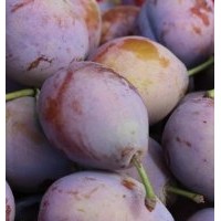 供應(yīng)西梅樹苗