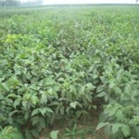 8518核桃苗木多少錢(qián),吉林8518核桃苗木,洛林苗圃
