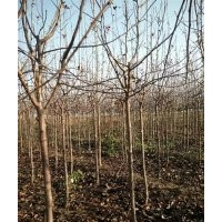 北美海棠苗價(jià)格|北美海棠