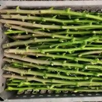 哪里有銷售核桃樹接穗的？