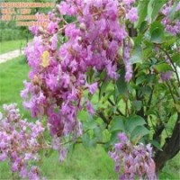 瀅涵苗木中心、百日紅、百日紅的繁殖方法