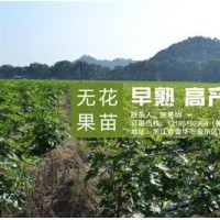 無花果苗,<惠星農(nóng)場>,浙江金華無花果苗基地
