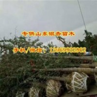 17公分銀杏樹價(jià)格、銀杏樹價(jià)格、通園銀杏(圖)