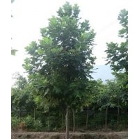 青峰園林專業(yè)批發(fā)水杉,銅仁柏樹,買柏樹