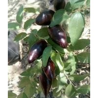 悠悠8月中旬成熟