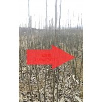 核桃成品苗，山西核桃苗價(jià)格，哪里有核桃苗