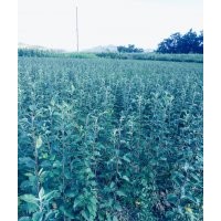 出售甘肅天水正宗嫁接優(yōu)質(zhì)花牛蘋果樹苗 富士蘋果樹苗