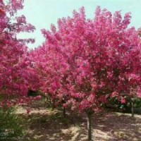 臨沂興旺苗木繁育合作社供應(yīng)皇家雨點(diǎn)海棠