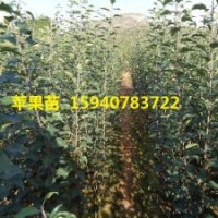 抗寒雞心果果樹苗木 2年生雞心果苗木 抗寒抗寒抗病蟲害 2018蘋果