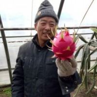 北方馴化紅心火龍果苗出售，適宜暖棚種植！