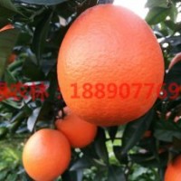 大果紐荷爾臍橙苗 橢圓鵝蛋形紅皮紐荷爾臍橙苗