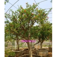 出售20公分以上石榴園林