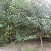 哪里有5公分山桃樹，哪里有叢生山桃樹，哪里有6公分山桃樹，哪里