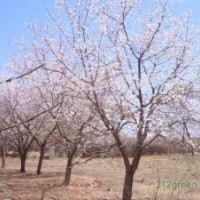 3公分杏樹哪里有，5公分杏樹哪里有，8公分杏樹哪里有，12公分杏