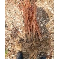 帝果紅樹莓/大果雙季型早熟品種苗