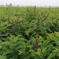 河南紫穗槐基地|紫穗槐|紫林種植值得信賴(圖)