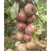 早酥紅梨苗，哪有早酥紅梨苗，臨沂早酥紅梨苗