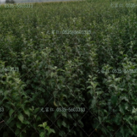 元峰果業(yè)元富紅