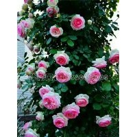 大型藤本月季龍沙寶石