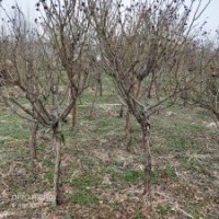 長(zhǎng)年供應(yīng)各規(guī)格高樁月季