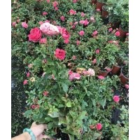 藤本月季基地，花色齊全，批發(fā)價(jià)低