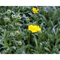 供應(yīng)地被宿根植物