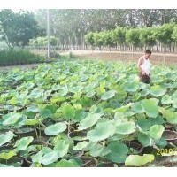 水生植物蘆竹種植銷(xiāo)售