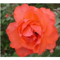 河北定州叔強(qiáng)苗圃供應(yīng)藤本月季