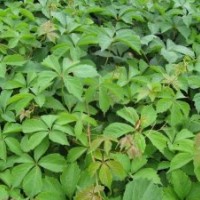 供應(yīng)各種藤本地被