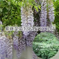 紫藤苗木價格民間長壽樹種紫藤花苗批發(fā)