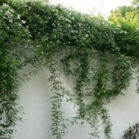 供應(yīng)香花植物-木香，木香苗，白色花木香，木香藤，木香花