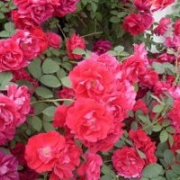 北京綠化苗木薔薇出售